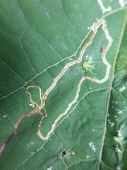 Phyllocnistis vitifoliella