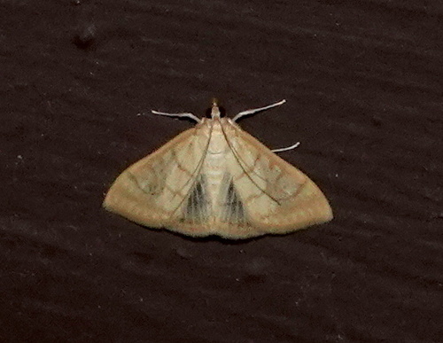 Common Hahncappsia Moth photo 2