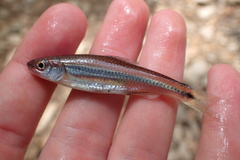 Notropis baileyi