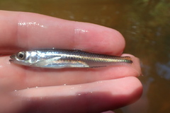 Notropis stilbius
