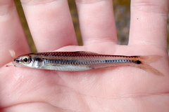 Notropis asperifrons