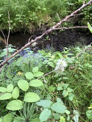 Sanguisorba canadensis