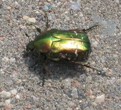 Cetonia aurata