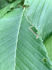 Stigmella apicialbella