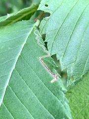 Stigmella apicialbella