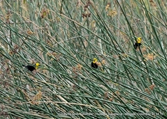 Chrysomus icterocephalus bogotensis