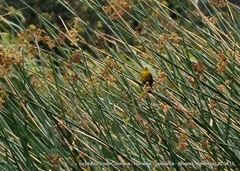 Chrysomus icterocephalus bogotensis