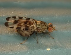 Otitinae