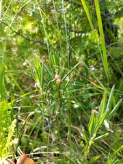 Andromeda polifolia latifolia
