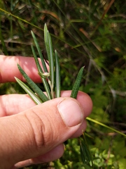Andromeda polifolia latifolia
