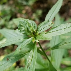 Asphondylia rosulata