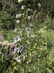 Delphinium × occidentale