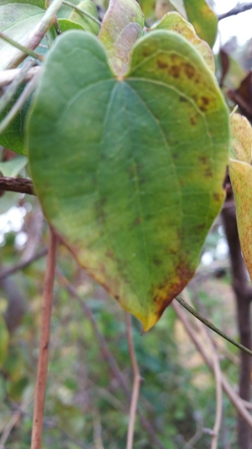 Dioscorea trichantha image