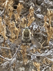 Heterostylum robustum