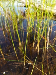 Eleocharis robbinsii