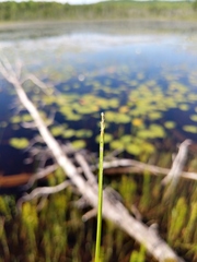 Eleocharis robbinsii