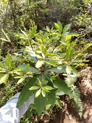 Pittosporaceae