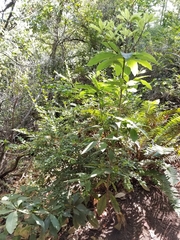 Pittosporaceae