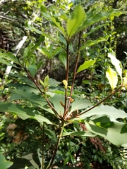 Pittosporaceae