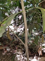 Pittosporaceae