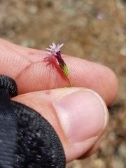 Lessingia micradenia micradenia