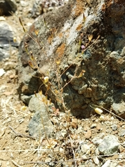 Lessingia micradenia micradenia