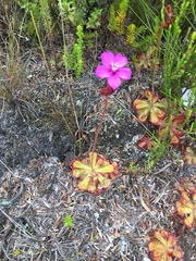 Drosera cuneifolia
