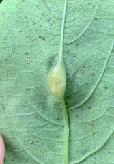 Neolasioptera impatientifolia