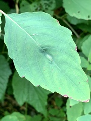 Neolasioptera impatientifolia