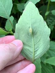 Neolasioptera impatientifolia
