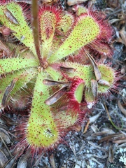 Drosera cuneifolia