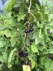 Ribes hudsonianum
