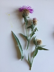 Centaurea nervosa