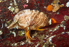 Rhamphocottus richardsonii