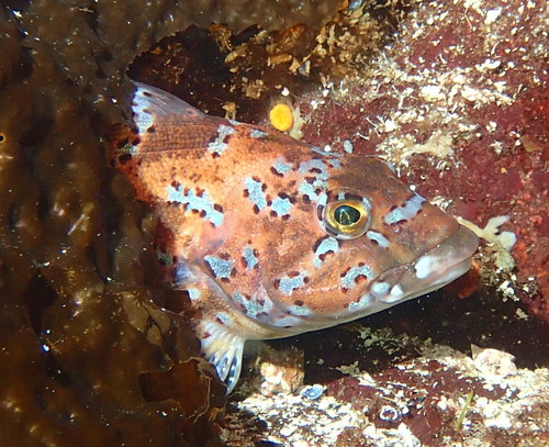 Kelp Greenling