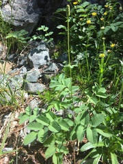 Sanguisorba stipulata