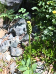 Sanguisorba stipulata