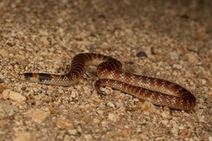 Brachyurophis australis