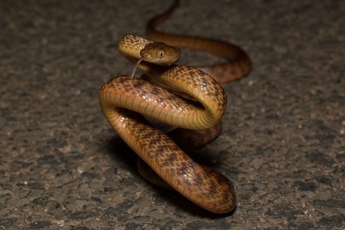 Brown Tree Snake sighting