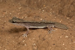 Diplodactylus vittatus