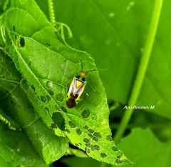 Poecilocapsus nigriger
