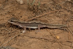 Diplodactylus vittatus
