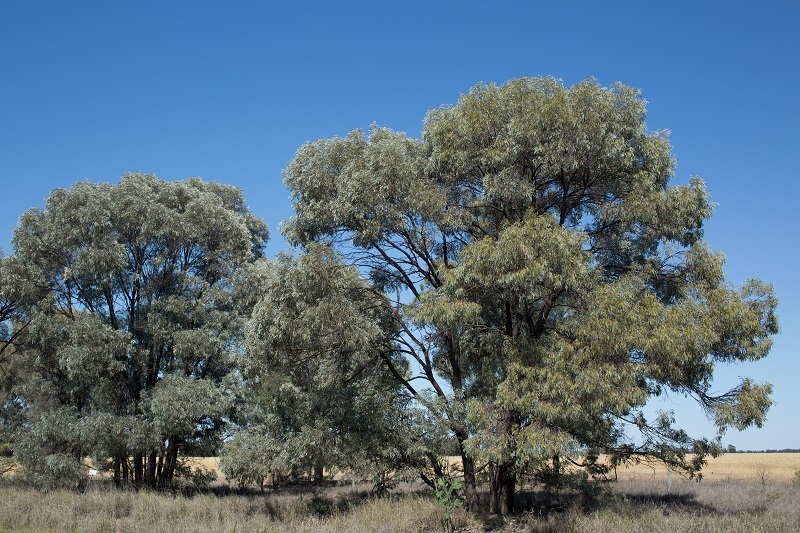 Brigalow