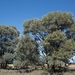 Acacia harpophylla - Photo (c) dhfischer,  זכויות יוצרים חלקיות (CC BY-NC), הועלה על ידי dhfischer