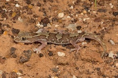 Lucasium steindachneri