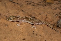 Lucasium steindachneri