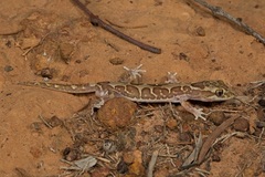 Lucasium steindachneri