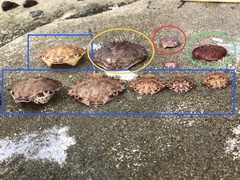 Cycloxanthops novemdentatus