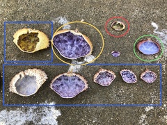 Cycloxanthops novemdentatus