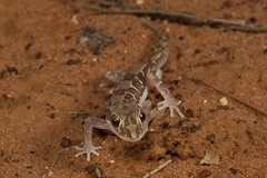 Lucasium steindachneri